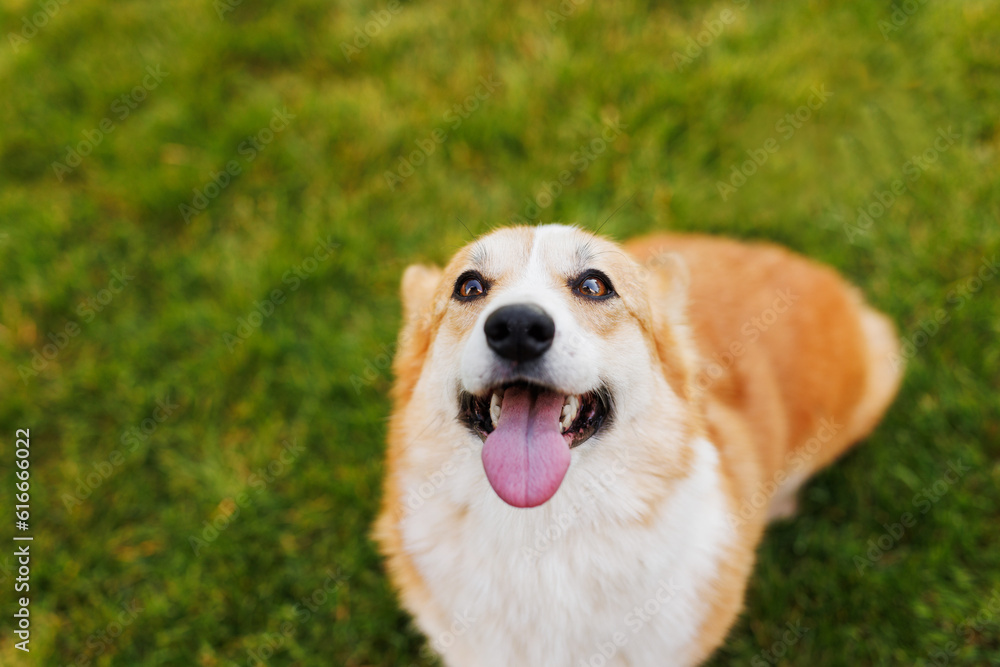 Portrait of adorable, happy dog of the corgi breed in the park on the green grass at sunset. The girl hugs and strokes her beloved pet. Portrait of adorable, happy dog of the corgi breed in the park on the green grass at sunset. The girl hugs and strokes her beloved pet.