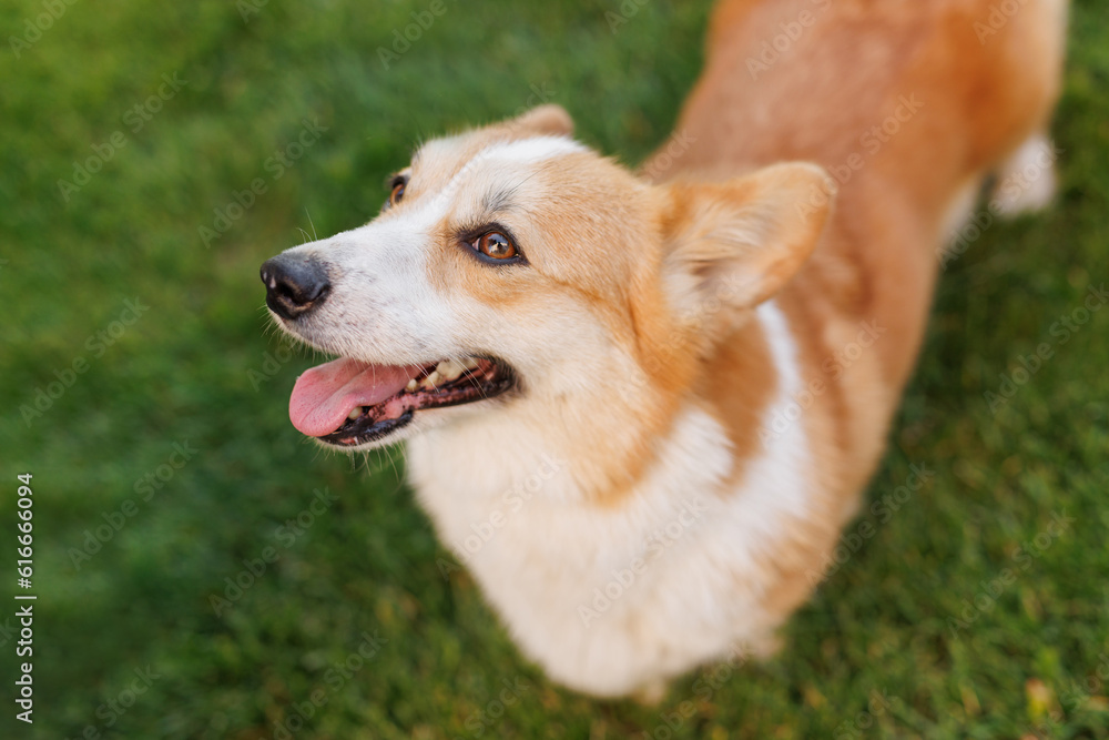 Portrait of adorable, happy dog of the corgi breed in the park on the green grass at sunset. The girl hugs and strokes her beloved pet. Portrait of adorable, happy dog of the corgi breed in the park on the green grass at sunset. The girl hugs and strokes her beloved pet.