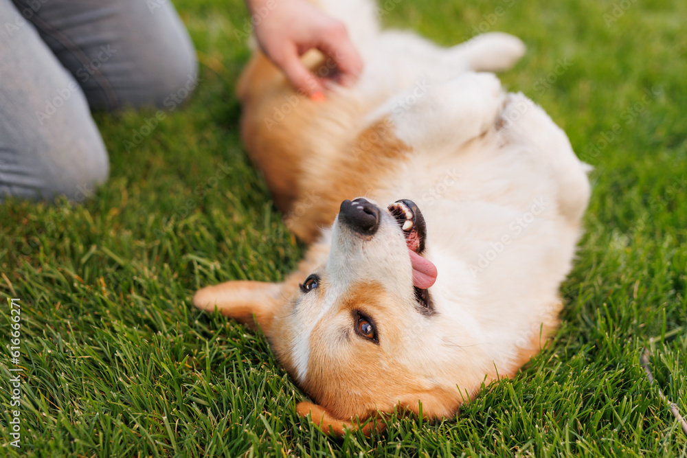 Portrait of adorable, happy dog of the corgi breed in the park on the green grass at sunset. The girl hugs and strokes her beloved pet. Portrait of adorable, happy dog of the corgi breed in the park on the green grass at sunset. The girl hugs and strokes her beloved pet.
