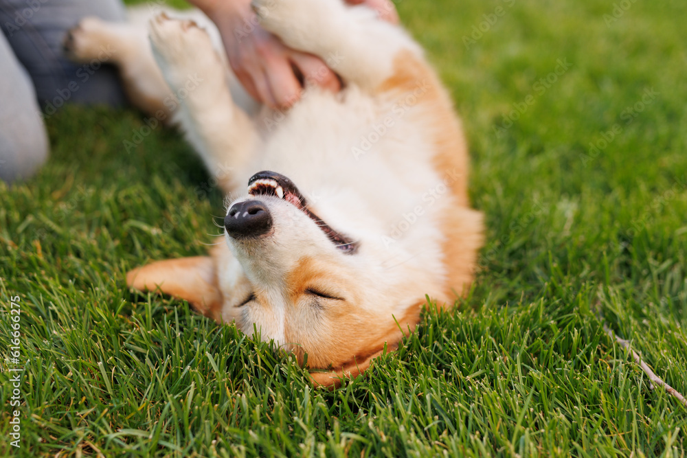 Portrait of adorable, happy dog of the corgi breed in the park on the green grass at sunset. The girl hugs and strokes her beloved pet. Portrait of adorable, happy dog of the corgi breed in the park on the green grass at sunset. The girl hugs and strokes her beloved pet.