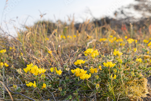 Closeup of blooming common clover or Birds Foot Trefoil at Boschplaat Wadden island Terschelling in Friesland province in The Netherlands photo