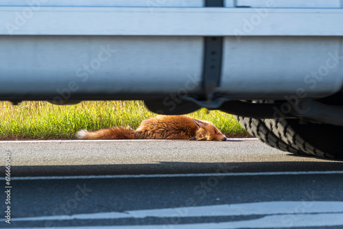 Ein junger Fuchs am Strassenrand wurde tot gefahren photo