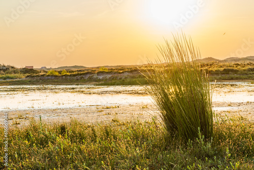 Wadi along the dunes near Formerum at Wadden island Terschelling in Friesland province in The Netherlands photo