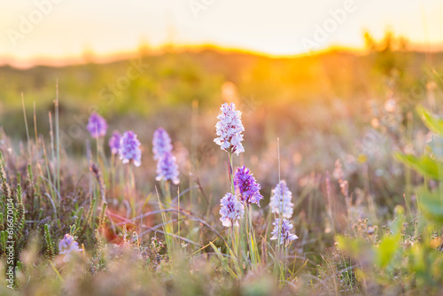 Orchis during sunset in park Formerum dunes at wadden island Terschelling Friesland province in The Netherlands photo