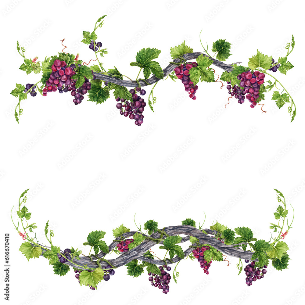 Bunch of grapes with leaves on old vine frame isolated on transparent