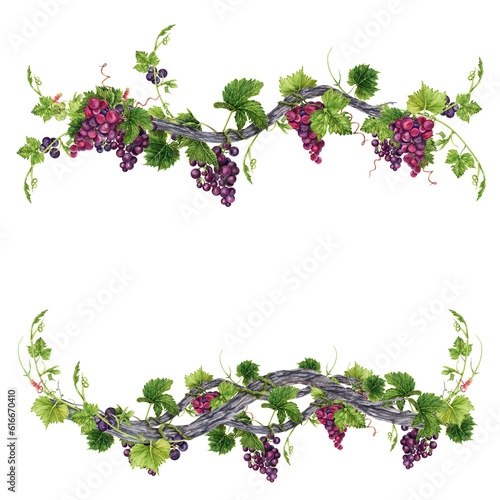 Bunch of grapes with leaves on old vine frame isolated on transparent background. Hand drawn watercolor illustration. Perfect for frames and card borders.