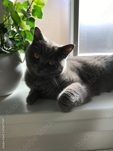 Junge Britisch Kurzhaar Katze Blau auf Fensterbank mit Pflanze