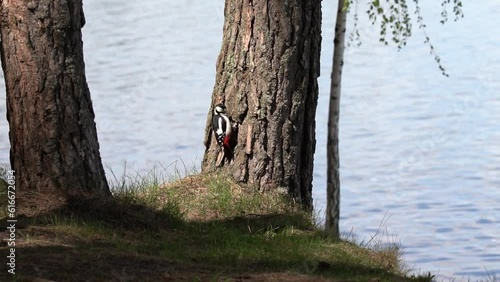 A woodpecker crawls up a tree in search of food. Slow Motion (120 fps). The great spotted woodpecker (Dendrocopos major) is a medium-sized woodpecker with pied black and white plumage and a red patch  photo