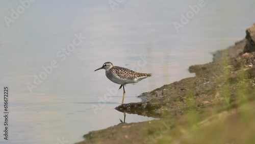 A small sandpiper stands on the bank of the river. The wood sandpiper (Tringa glareola) is a small wader. This Eurasian species is the smallest of the shanks waders of the family Scolopacidae. photo