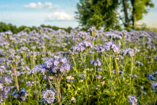 Closeup of a lavender colored Lacy phacelia plant in the foreground of a whole field with these bee and bumblebee friendly plants.