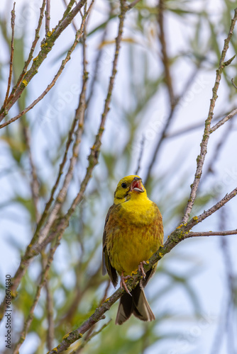 Yellowhammer (Emberiza citrinella) with worm in beak, sitting on a branch.