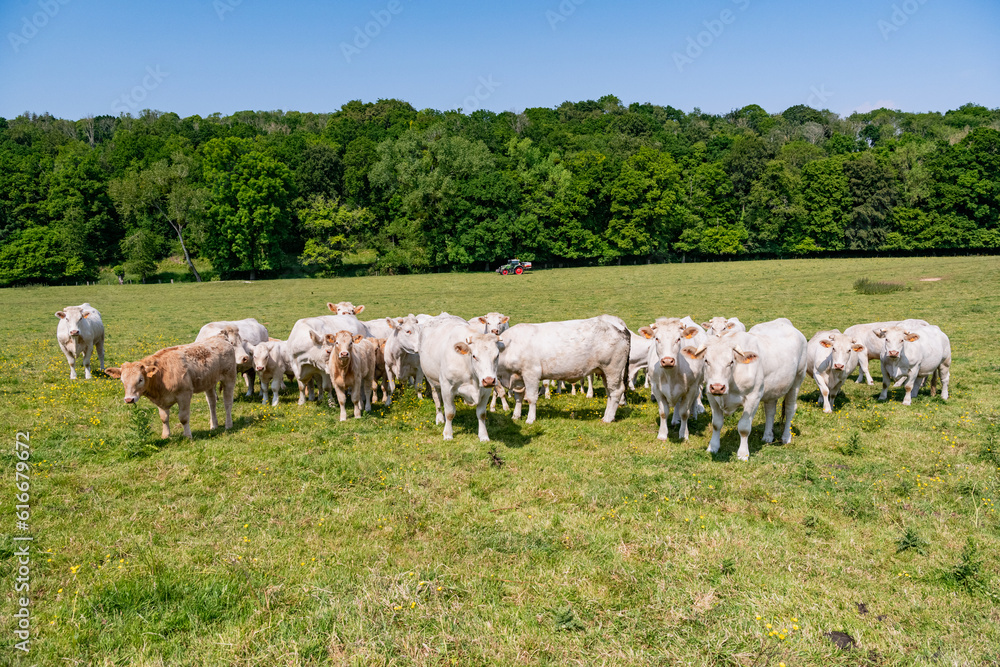 Troupeau de vaches de race charolaises dans un champ à l'herbe jaunie pendant une période de sécheresse. Recherche d'ombre et de fraicheur près d'un bois Troupeau de vaches de race charolaises dans un champ à l'herbe jaunie pendant une période de sécheresse. Recherche d'ombre et de fraicheur près d'un bois