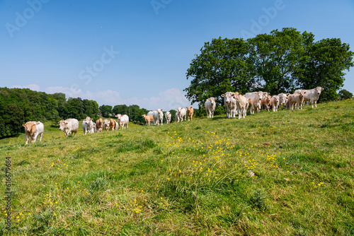 Troupeau de vaches de race charolaises dans un champ à l'herbe jaunie pendant une période de sécheresse. Recherche d'ombre et de fraicheur près d'un bois photo