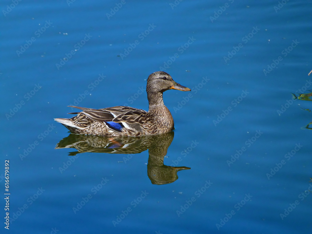 Fototapeta premium A female mallard or wild duck (Anas platyrhynchos) - a dabbling duck that breeds throughout the temperate and subtropical Americas, Eurasia, and North Africa, etc.