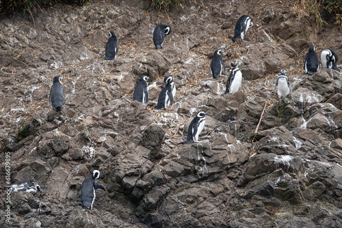 magellanic penguin spheniscus magellanicus standing on the rocks of the penguin colonies of chiloe chile photo