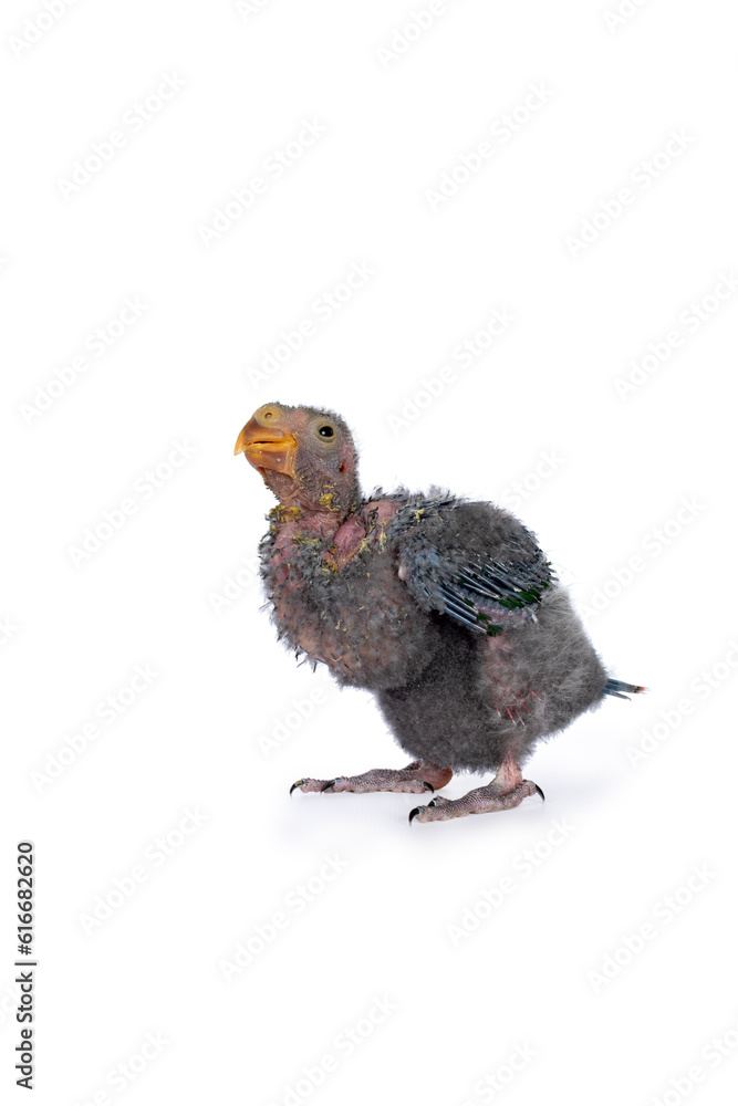 Obraz premium A baby Australia king parrot, dirty after eating, sitting side ways looking towards camera, isolated on a white background