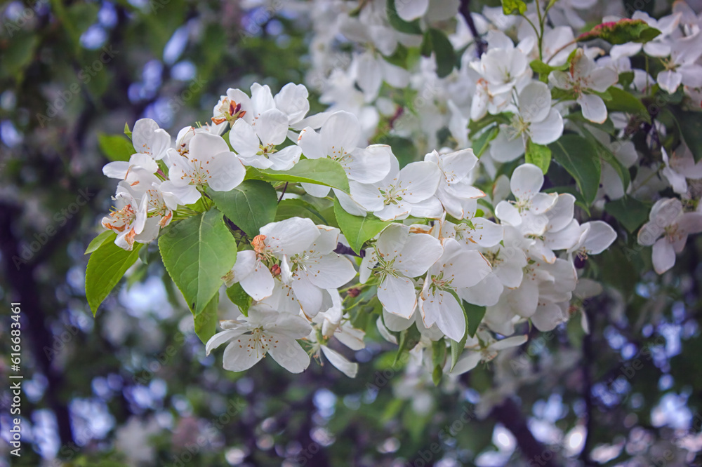 Fototapeta premium Apple blossom, Malus asiatica , flowers with nailed petals.