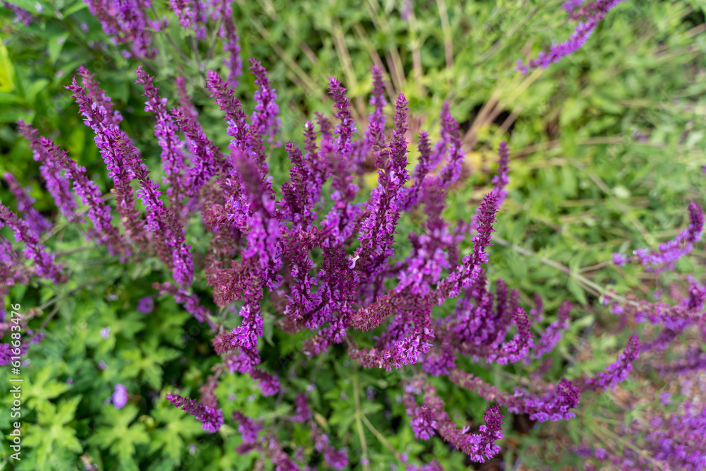 Fototapeta premium field of lavender