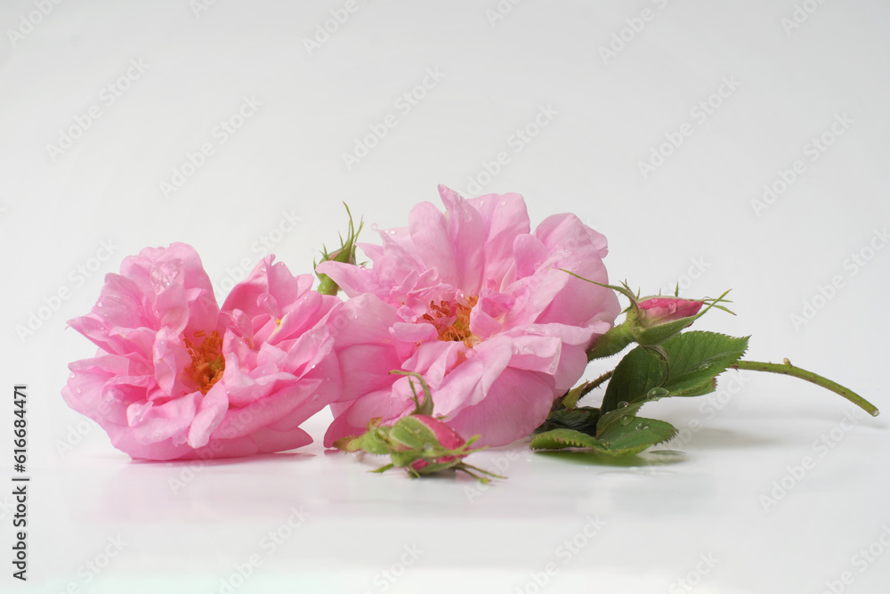 Rosa damascena. Damask rose. Oil-bearing rose. Bulgarian rose oil. Rose water. Drops.