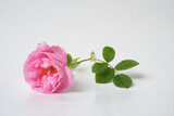 Rosa damascena. Damask rose. Oil-bearing rose. Bulgarian rose oil. Rose water. 