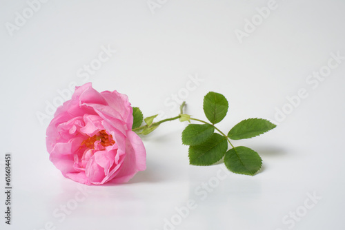 Fototapeta Naklejka Na Ścianę i Meble -  Rosa damascena. Damask rose. Oil-bearing rose. Bulgarian rose oil. Rose water. 