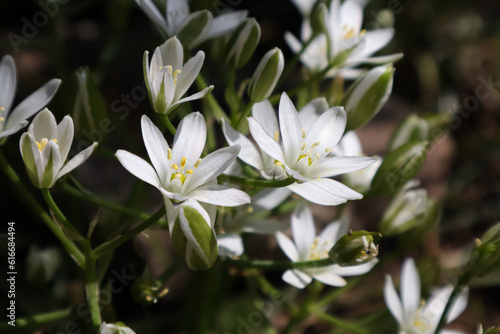 white spring flowers
