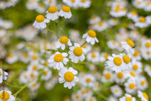 chamomile growing in wild  © damien