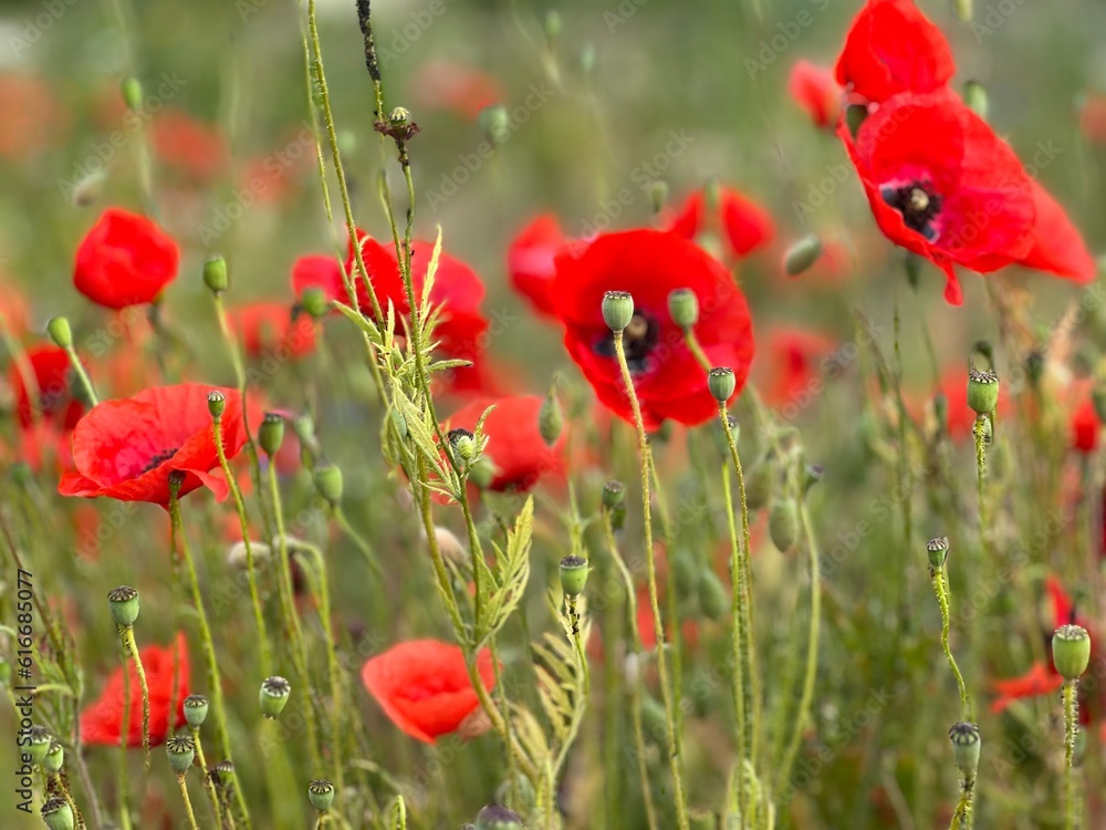 Naklejka premium Hawthorn flowers, red poppies beautiful nature