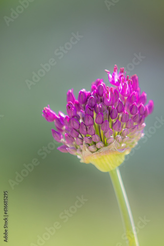 A garden leek (allium) with many buds and one first blossom in front of a blurred background
