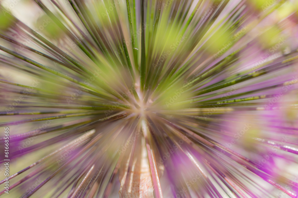 Close-up of the umbels of a garden leek (allium) with focus on the center and blurred buds in the foreground Close-up of the umbels of a garden leek (allium) with focus on the center and blurred buds in the foreground