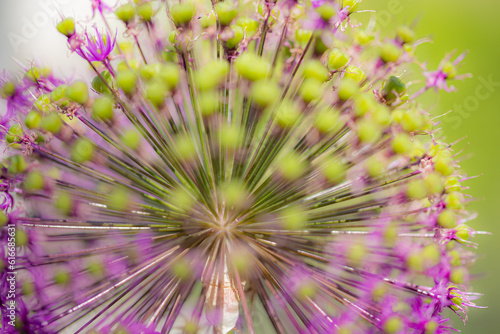 Close-up of the umbels of a garden leek (allium) with focus on the center and blurred buds in the foreground