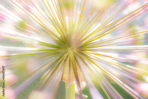 Close-up of the umbels of a garden leek (allium) with focus on the center