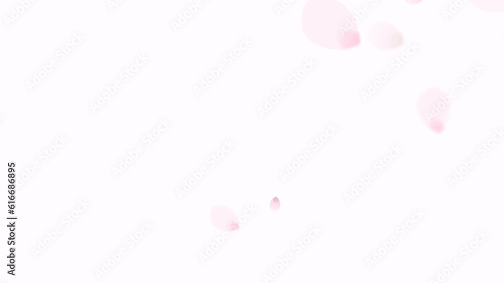 Pink petals Abstract falling cartoon cherry blossoms. Spring background Sakura flowers falling from above 4k resolution isolated white color suitable for cosmetic and nature backgrounds Pink petals Abstract falling cartoon cherry blossoms. Spring background Sakura flowers falling from above 4k resolution isolated white color suitable for cosmetic and nature backgrounds