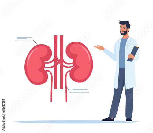 Doctor gives a training lecture about anatomy. Doctor presenting human kidneys infographics. Medical seminar, lecture, healthcare meeting concept. Vector illustration.