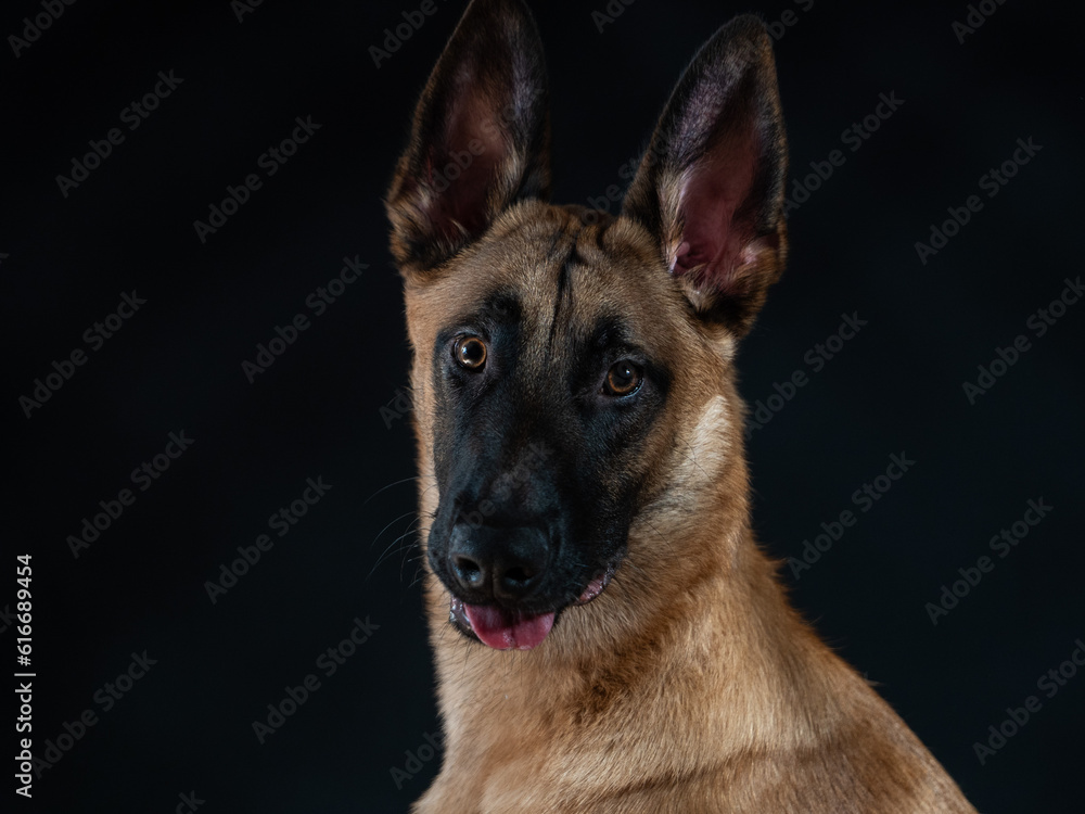 Malinois portrait Malinois portrait