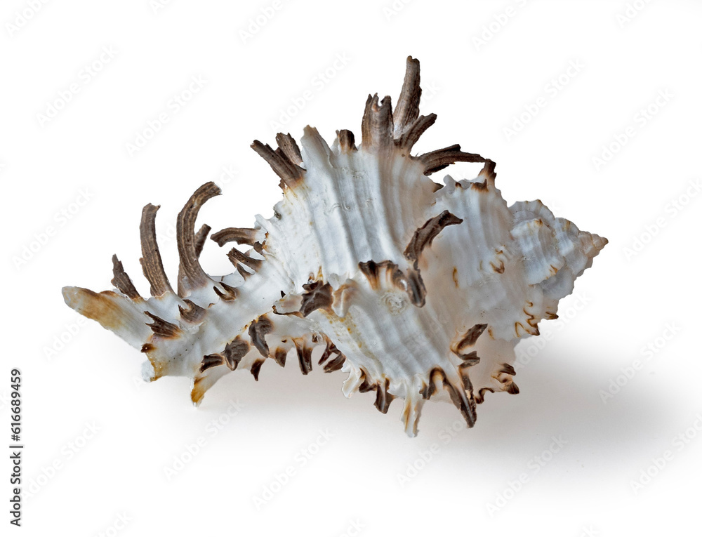 close up of seashell isolated on white close up of seashell isolated on white
