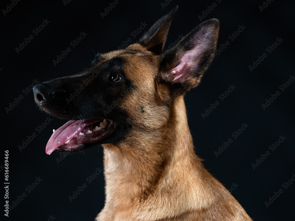 Malinois portrait Malinois portrait