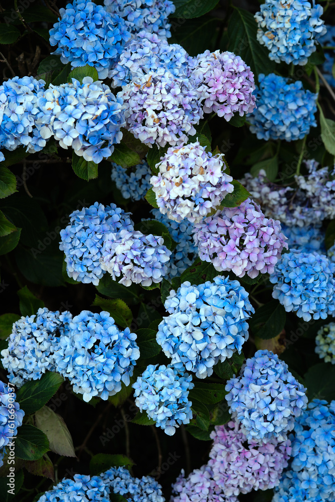 grove of blue Hydrangea flowers (Hydrangea) grove of blue Hydrangea flowers (Hydrangea)