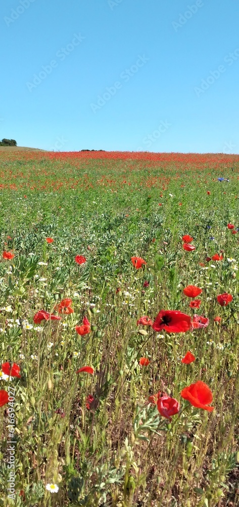 Obraz premium Feld mit rotem Mohn, Djursland, Dänemark