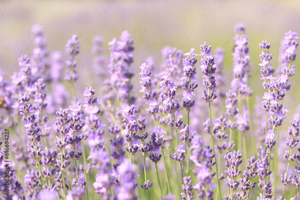 Obraz premium Lavender field, blooming lavender bush close-up. Purple and lilac lavender flowers