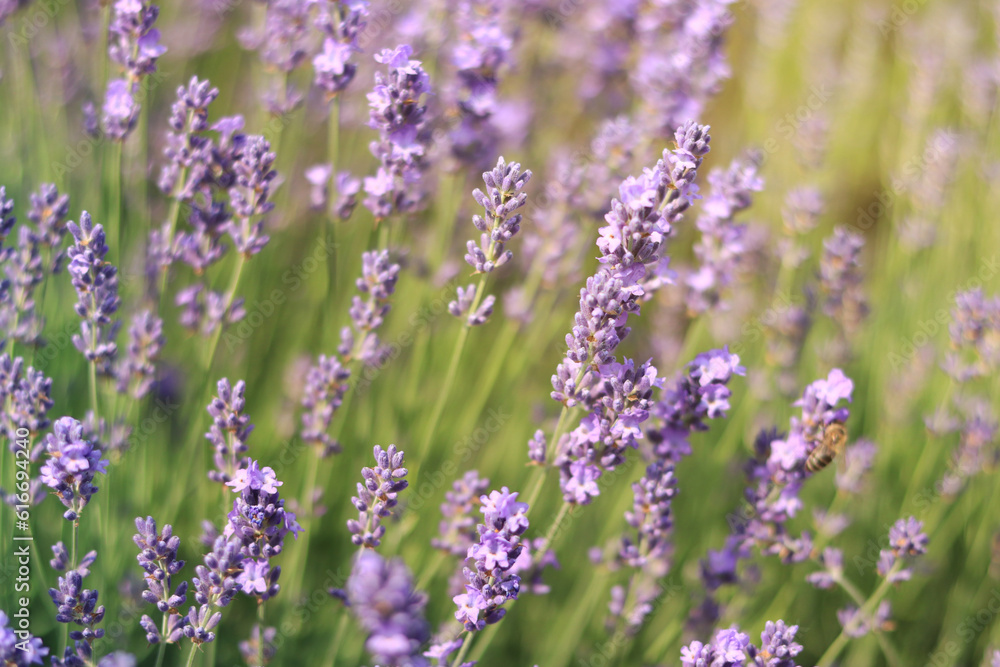 Lavender field, blooming lavender bush close-up. Purple lavender flowers with selective focus. Beautiful bright summer flowers. Aromatherapy. The concept of natural cosmetics and medicine Lavender field, blooming lavender bush close-up. Purple lavender flowers with selective focus. Beautiful bright summer flowers. Aromatherapy. The concept of natural cosmetics and medicine