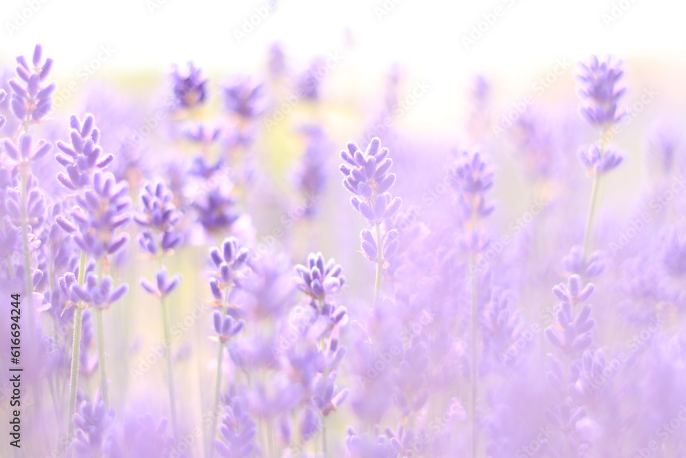 Fototapeta premium Lavender field. Purple lavender flowers with selective focus. Aromatherapy. The concept of natural cosmetics and medicine. Sun glare and foreground blur, soft focus