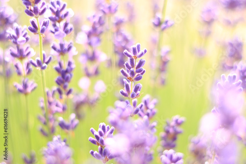 Lavender field. Purple lavender flowers with selective focus. Beautiful bright summer flowers. Aromatherapy. The concept of natural cosmetics and medicine