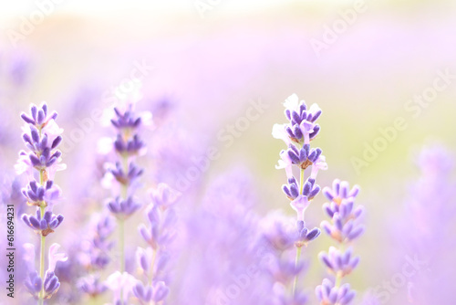 Lavender field. Purple lavender flowers with selective focus. Beautiful bright summer flowers. Aromatherapy. The concept of natural cosmetics and medicine