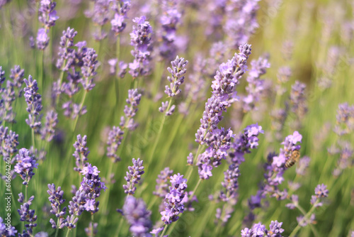 Lavender field, blooming lavender bush close-up. Purple lavender flowers with selective focus. Beautiful bright summer flowers. Aromatherapy. The concept of natural cosmetics and medicine