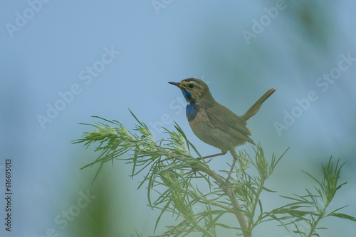 robin on a branch © Александр Арендарь