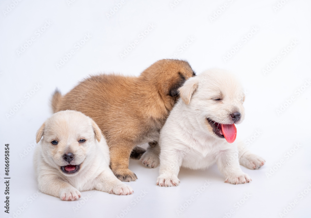 Cute newborn of puppy dog isolated on white background, Group of small puppy white and brown dog Cute newborn of puppy dog isolated on white background, Group of small puppy white and brown dog