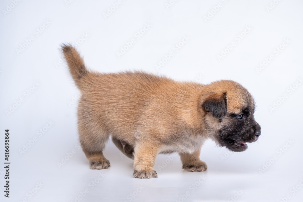 Cute newborn of puppy dog isolated on white background, Full body standing of small brown dog Cute newborn of puppy dog isolated on white background, Full body standing of small brown dog