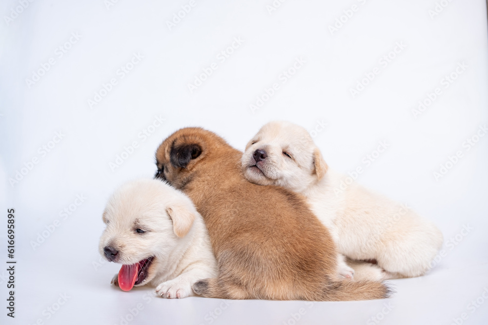 Cute newborn of puppy dog isolated on white background, Group of small puppy white and brown dog Cute newborn of puppy dog isolated on white background, Group of small puppy white and brown dog