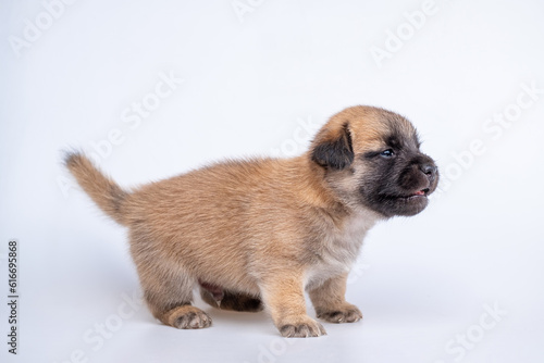 Cute newborn of puppy dog isolated on white background, Full body standing of small brown dog